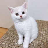 ブリティッシュショートヘア