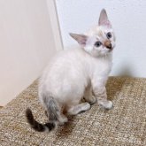 ベンガル