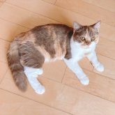 ブリティッシュショートヘア