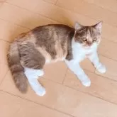 ブリティッシュショートヘア