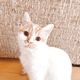ブリティッシュショートヘア