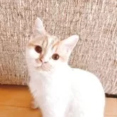 ブリティッシュショートヘア