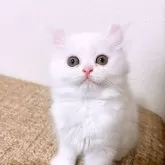 キンカロー【熊本県・女の子・2025年1月13日・ホワイト】の写真1