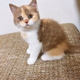 ブリティッシュショートヘア