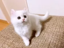 キンカロー【熊本県・女の子・2025年1月13日・ホワイト】の写真2