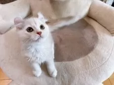 キンカロー【熊本県・男の子・2025年1月20日・クリーム&ホワイト】の写真2