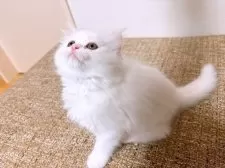 キンカロー【熊本県・女の子・2025年1月13日・ホワイト】の写真3