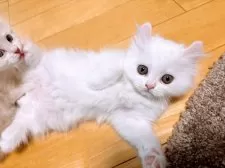 キンカロー【熊本県・女の子・2025年1月13日・ホワイト】の写真4