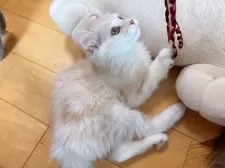 キンカロー【熊本県・男の子・2025年1月20日・クリーム&ホワイト】の写真5