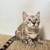 ベンガル【熊本県・女の子・2025年5月5日・シールミンクスポテットタビー(ロゼット)】の写真4