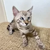 ベンガル【熊本県・女の子・2025年5月5日・シールミンクスポテットタビー(ロゼット)】の写真5