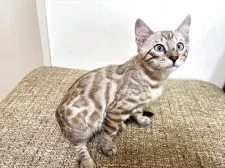 ベンガル【熊本県・女の子・2025年5月5日・シールミンクスポテットタビー(ロゼット)】の写真7