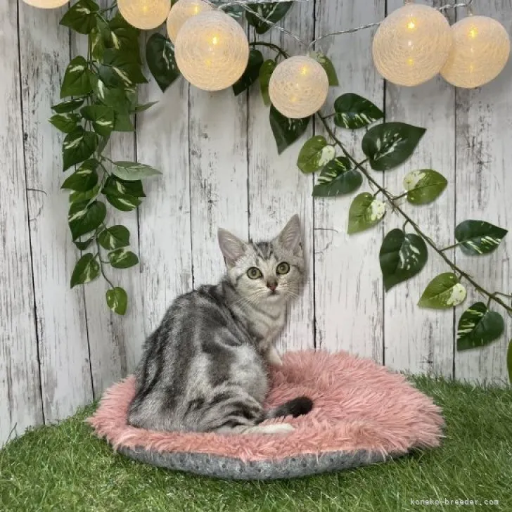 ID:2309-00596の子猫
