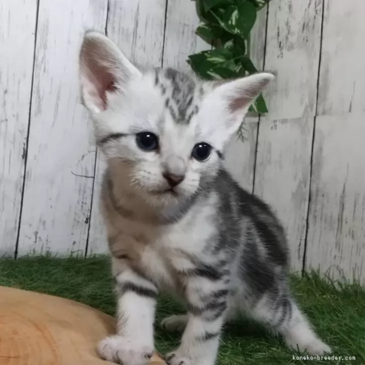 ID：2404-00966の子猫