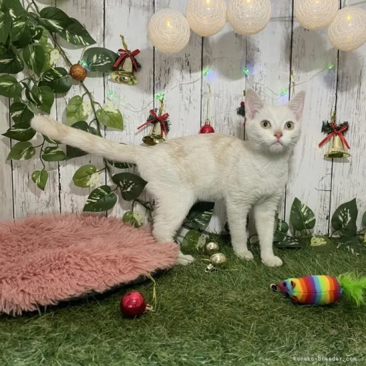 ID:2311-02531の子猫