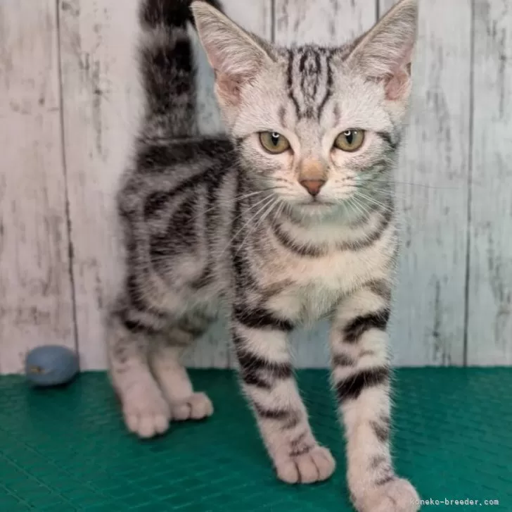 ID：2408-02249の子猫