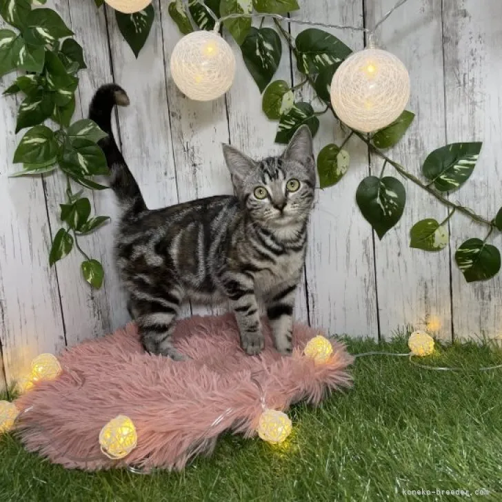 ID：2307-03382の子猫