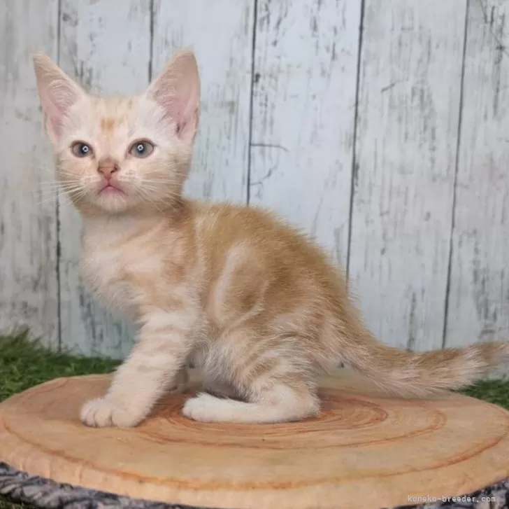 ID：2409-02120の子猫