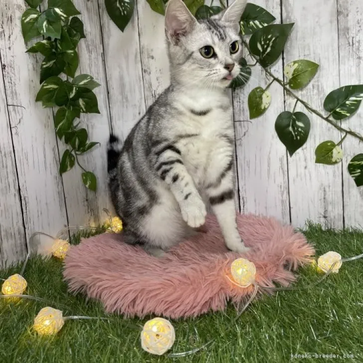 ID:2308-02338の子猫