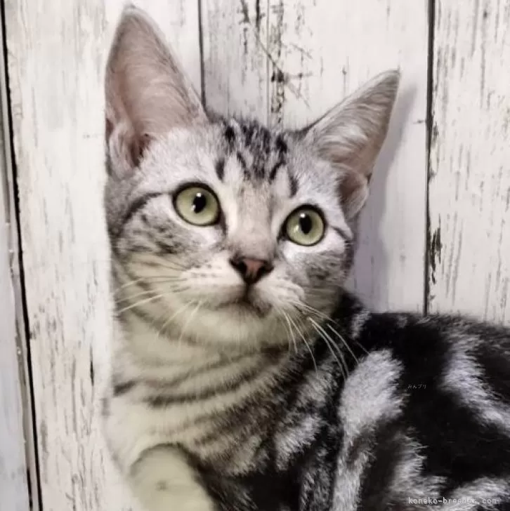 ID：2405-01166の子猫