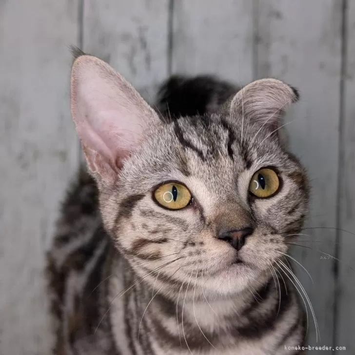 ID:2408-02229の子猫