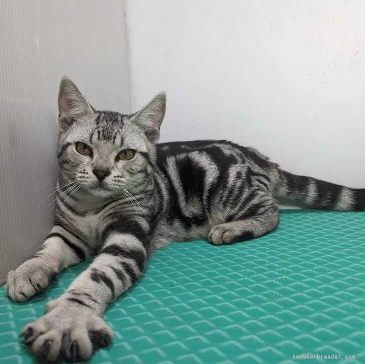 ID:2308-00173の子猫