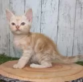 アメリカンショートヘア【三重県・男の子・2024年7月16日・カメオ】の写真1「可愛い子です」