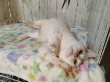 アメリカンショートヘア【・男の子・2016年2月25日・カメオタビー】