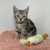 アメリカンショートヘア【三重県・男の子・2023年5月10日・シルバータビー】の写真3