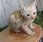 アメリカンショートヘア【三重県・男の子・2024年7月16日・カメオ】の写真4