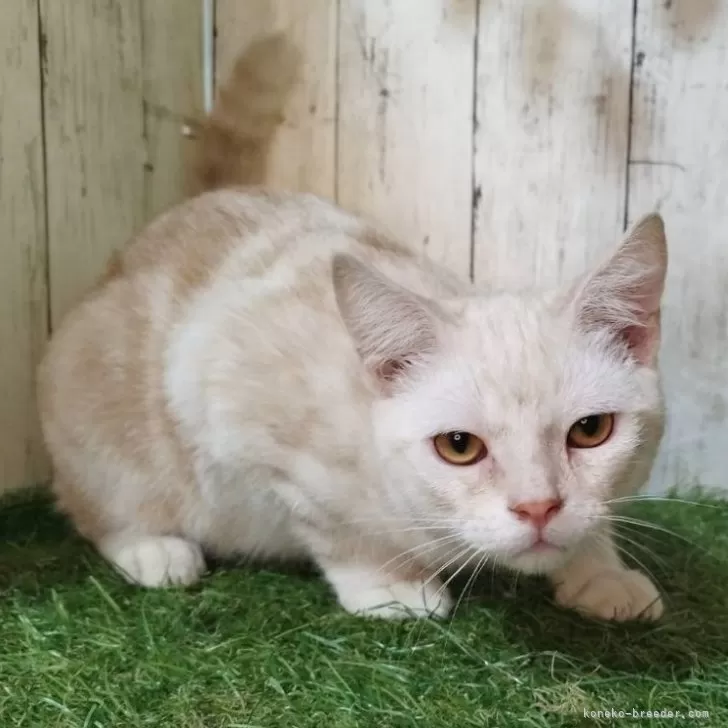 アメリカンショートヘア【三重県・男の子・2025年5月11日・カメオタビー】の写真1