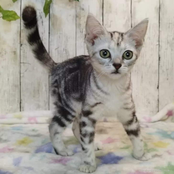 アメリカンショートヘア【三重県・女の子・2025年6月4日・シルバーパッチドタビー】の写真1