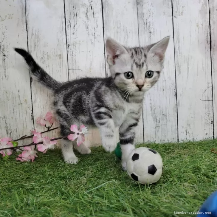 ID:2503-00928の子猫