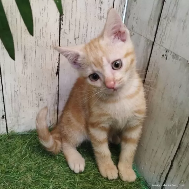 ID：2507-00792の子猫