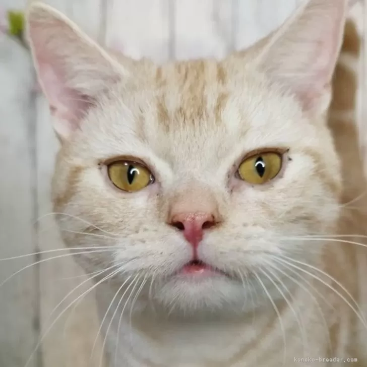 ID：2408-02303の子猫