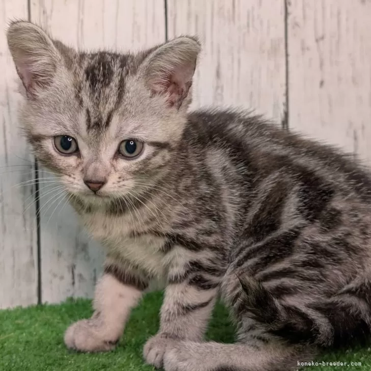 ID:2412-02098の子猫
