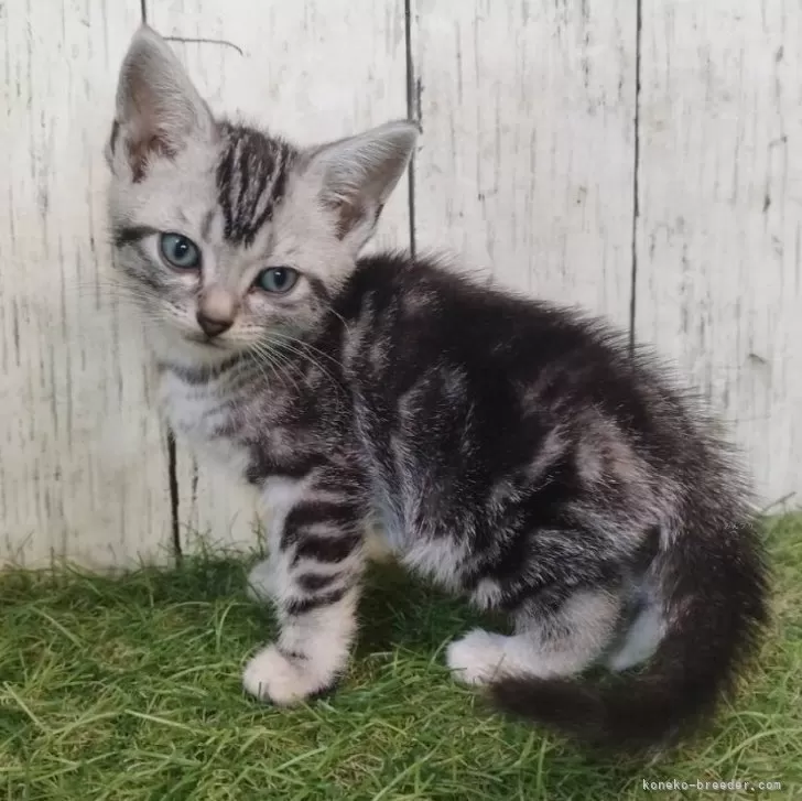 ID：2505-03481の子猫