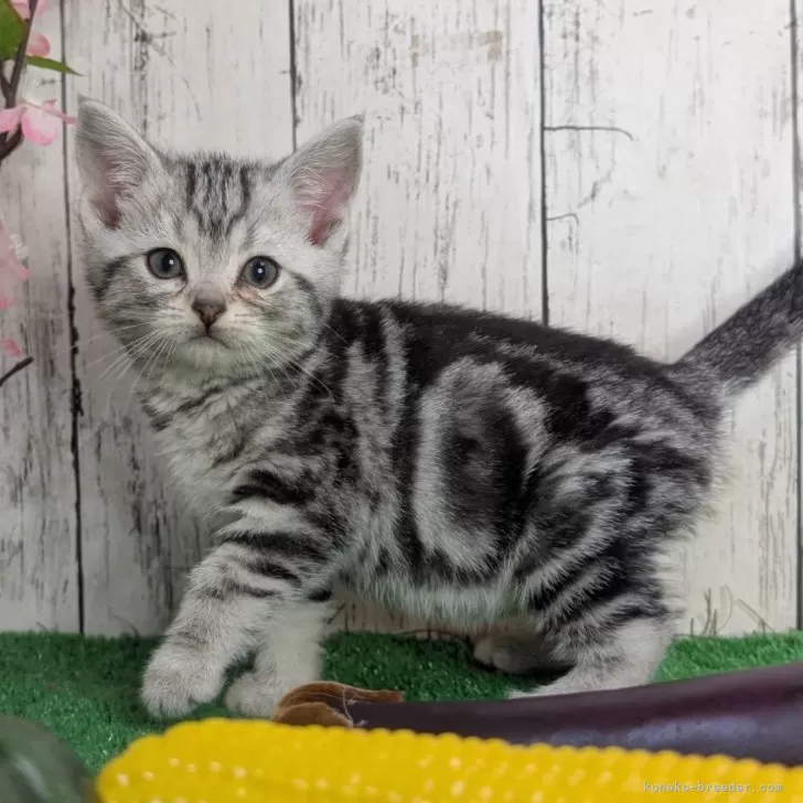 ID：2502-01343の子猫