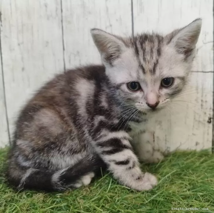 ID:2505-03486の子猫