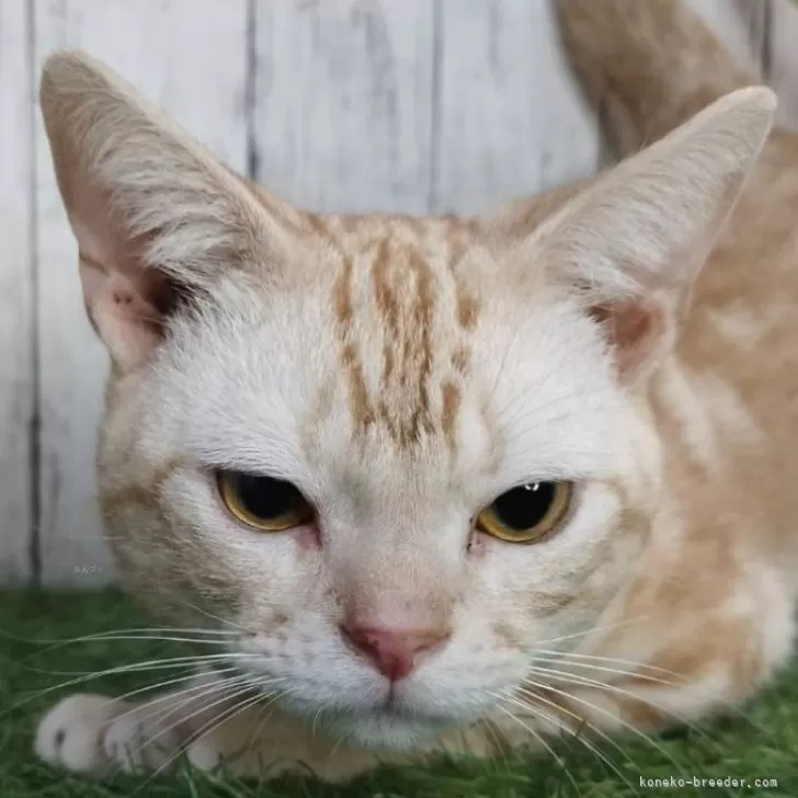 ID：2405-01180の子猫