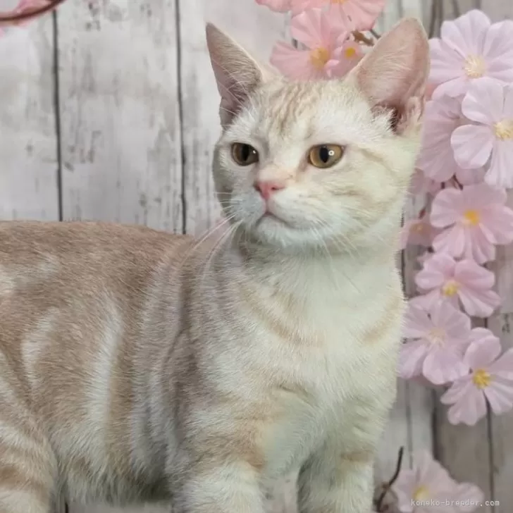 かのん 様のお迎えした子猫