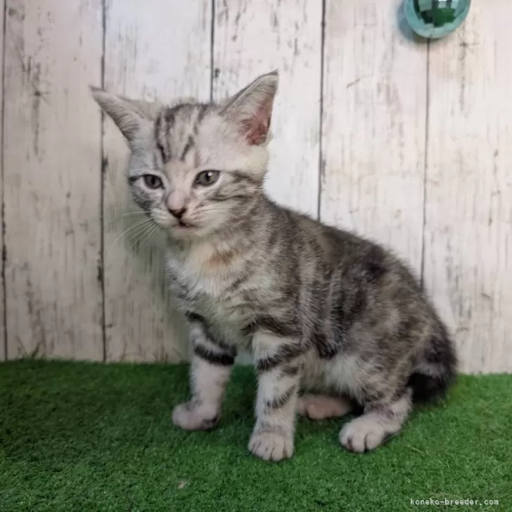 ID：2412-02097の子猫