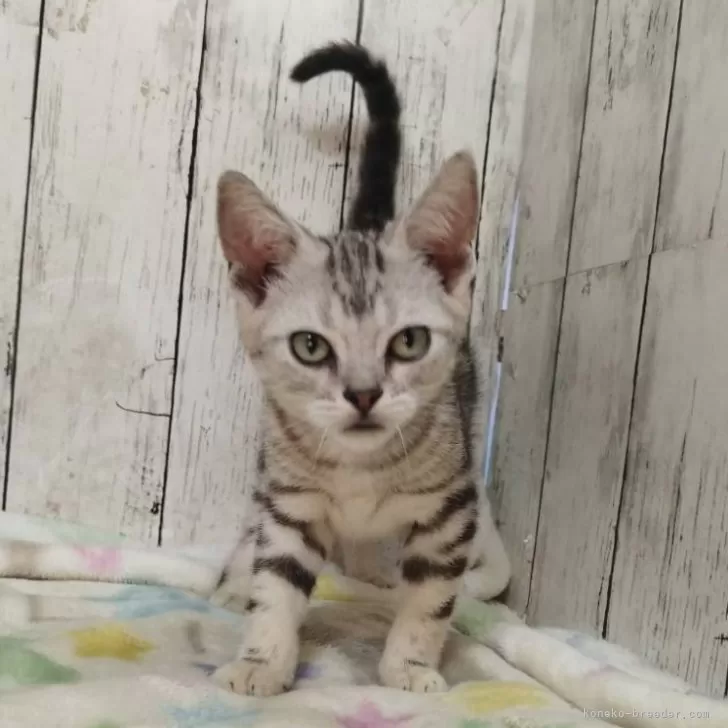 アメリカンショートヘア【三重県・男の子・2025年6月4日・シルバータビー】の写真1