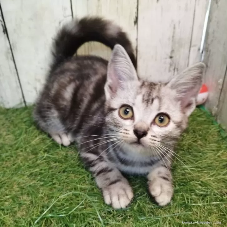 ID:2507-00801の子猫