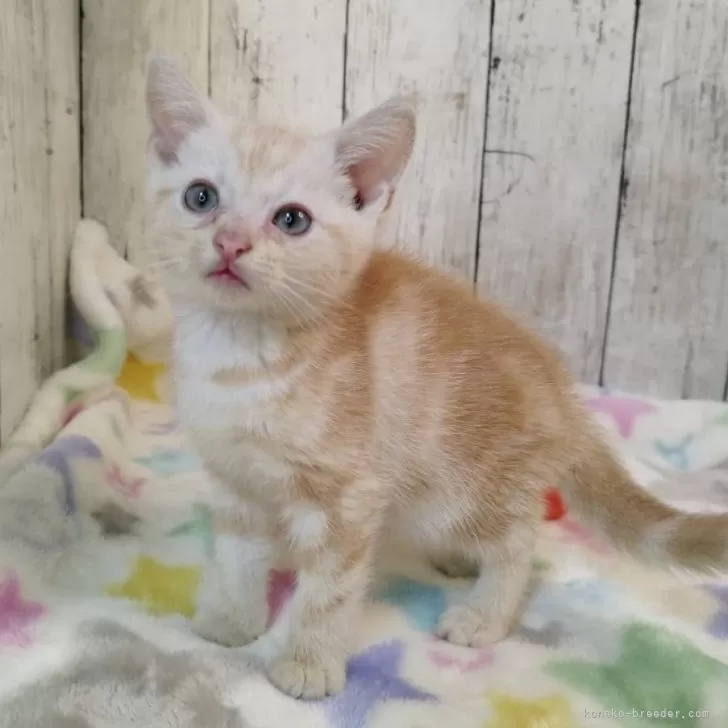 ID:2507-01905の子猫