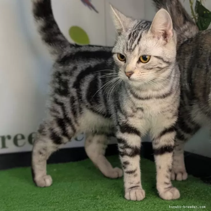 ID：2408-02559の子猫