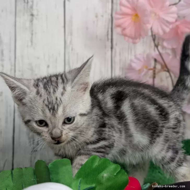 ID:2502-00399の子猫