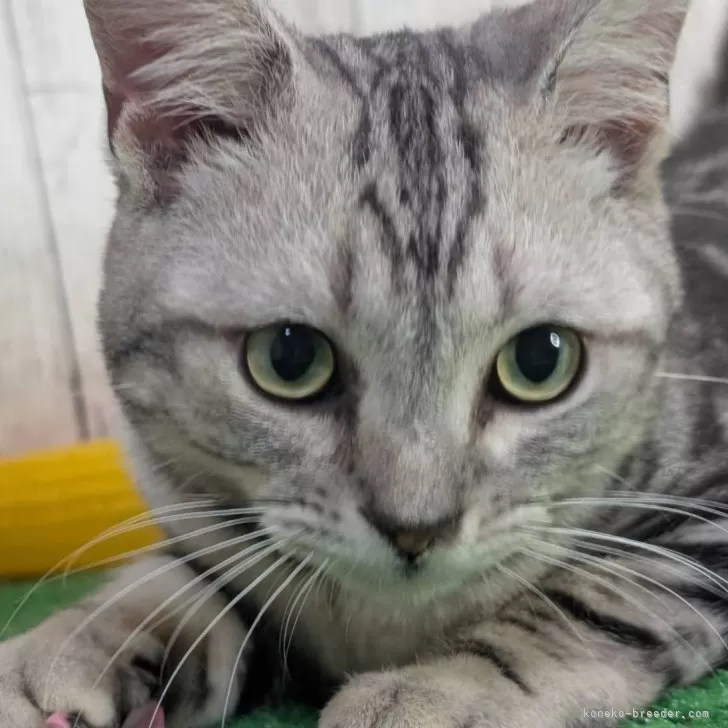 ID:2408-02272の子猫
