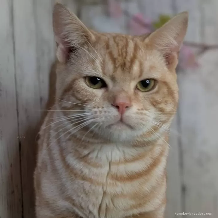 ID:2408-02566の子猫