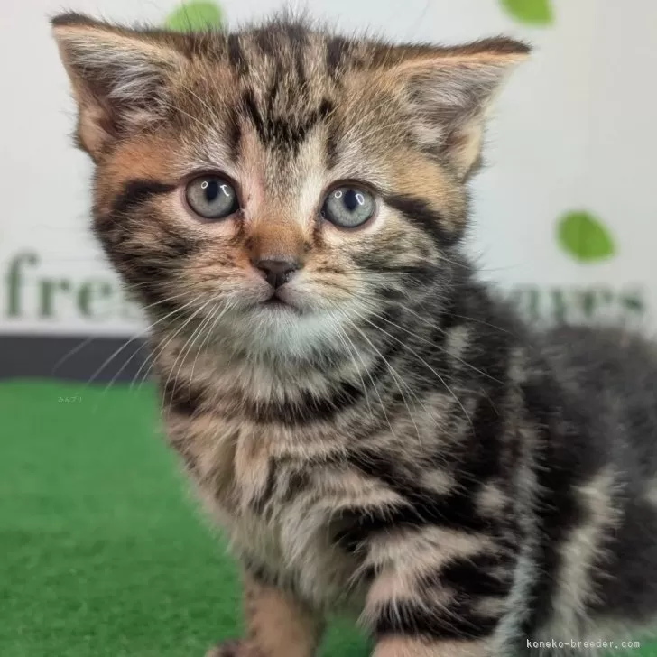 ID:2502-00388の子猫